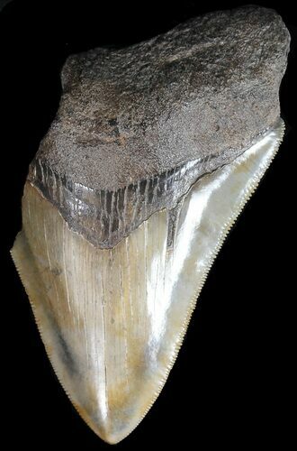 Partial, Serrated Megalodon Tooth - Georgia #45109